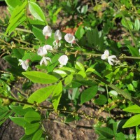 Brachypterum scandens (Roxb.) Miq.